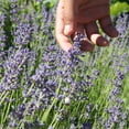 thumbnail image 5 of The Old Farmer's Almanac Common English Lavender Seeds (Heirloom, Non-GMO, Open Pollinated, Flower, Herb, Full Sun) - Approx 400 Seeds, 5 of 7