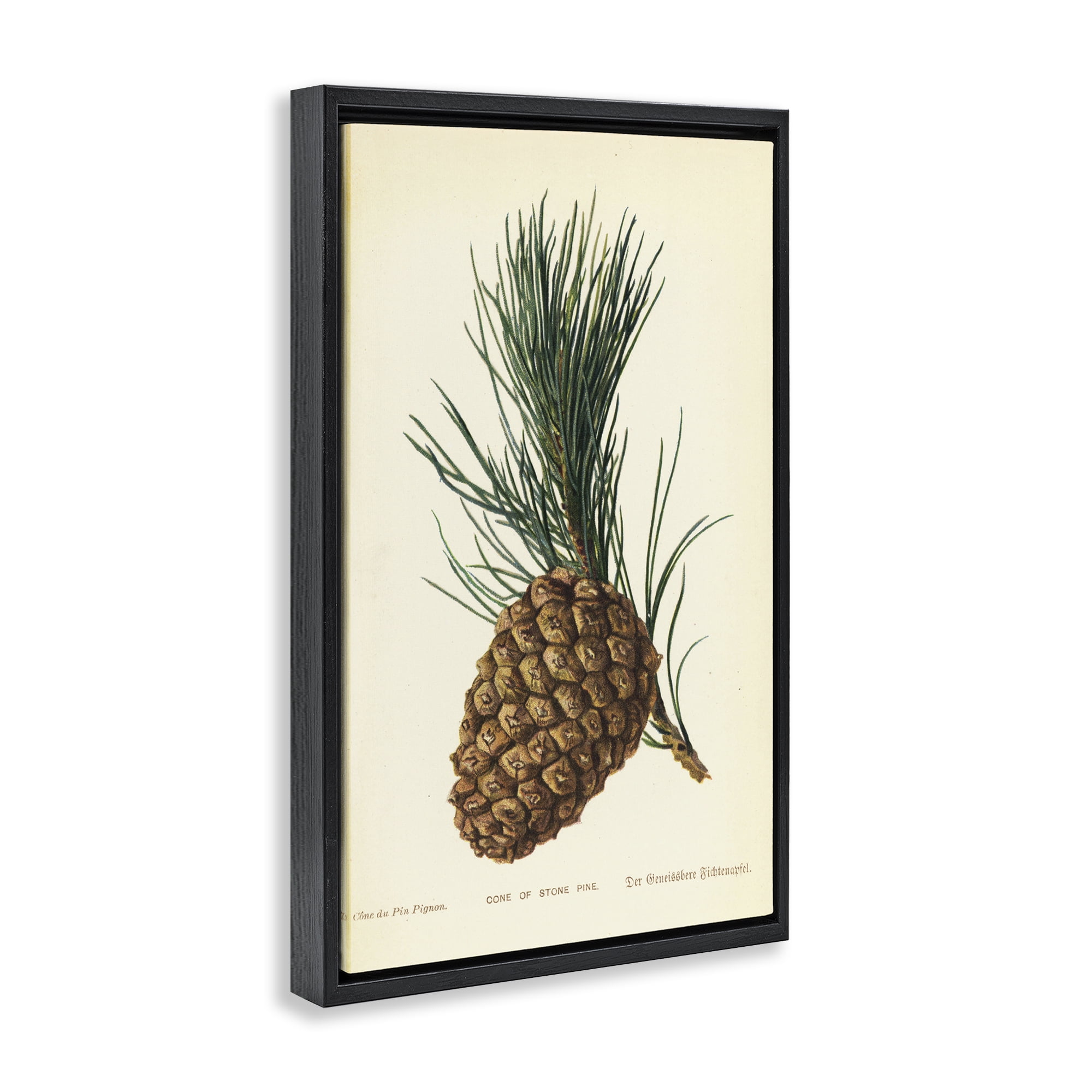 Stupell Industries Detailed Pine Cone Sprig Plants & Flowers Painting Black Floater Framed Canvas Art Print Wall Art, 21 x 31