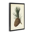 thumbnail image 3 of Stupell Industries Victorian Detailed Pine Cone Sprig Black Floating Frame Canvas Art, 17 x 25, by Tina Higgins Designs Inc., 3 of 8
