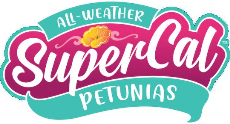 SuperCal 2.5QT Petchoa Various Colors Annual Live Plant