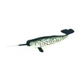thumbnail image 2 of Safari Ltd Monterey Bay Aquarium Sea Life Narwhal Safari Ltd. Safari Ltd., 2 of 2