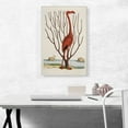 thumbnail image 2 of ARTCANVAS The Flamingo Canvas Art Print by Mark Catesby - Size: 26" x 18" (1.50" Deep), 2 of 9