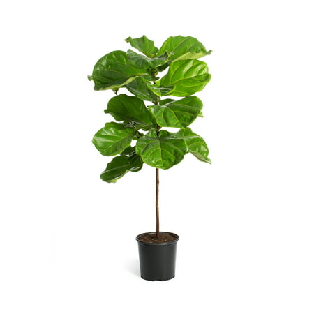 Fiddle-Leaf Fig Live Indoor Tree - Cannot Ship to (Best Artificial Fiddle Leaf Fig Tree)