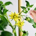 thumbnail image 4 of GOOHOCHY 2pcs Manual Vegetable Pollinator Hand Pollination Tools Plastic Transparent for Tomatoes, 4 of 8