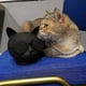 thumbnail image 4 of Mini Cat-Shaped Portable Bluetooth Speaker - Wireless Stereo Sound with Adorable Design, 4 of 4