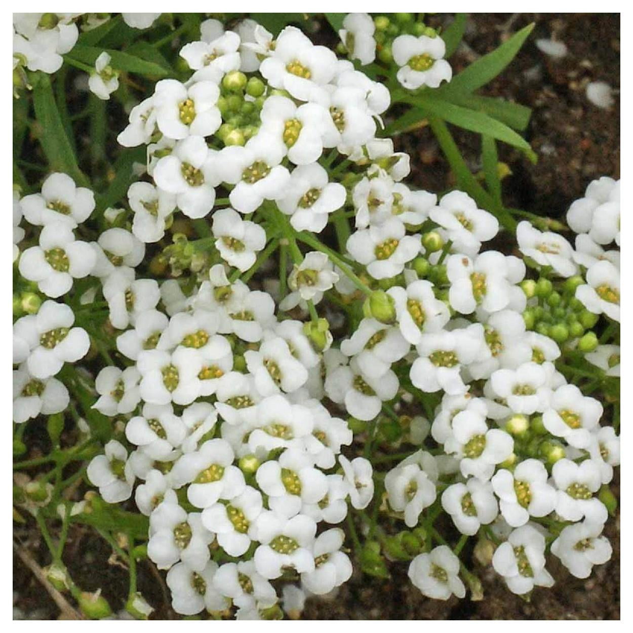 Everwilde Farms - 1/4 lb Carpet of Snow Sweet Alyssum Garden Flower Seeds - Gold Vault Bulk Seed Packet