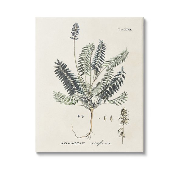 Stupell Industries Vintage Nature Diagram Botanical & Floral Painting Gallery Wrapped Canvas Art Print Wall Art, 16 x 20
