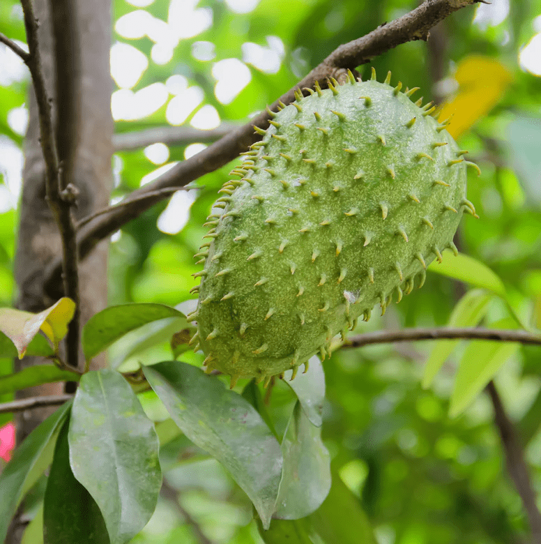 Soursop Tree Live for Planting, Guanabana Plant for Garden 8 to 12 Inch Tall, Ship No Pot