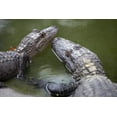 thumbnail image 3 of Swamp People: Season 1 (DVD), A&E Home Video, Drama, 3 of 4