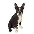 thumbnail image 1 of Hi-Line Gift Ltd Boston Terrier Statue de Chien, 1 of 2