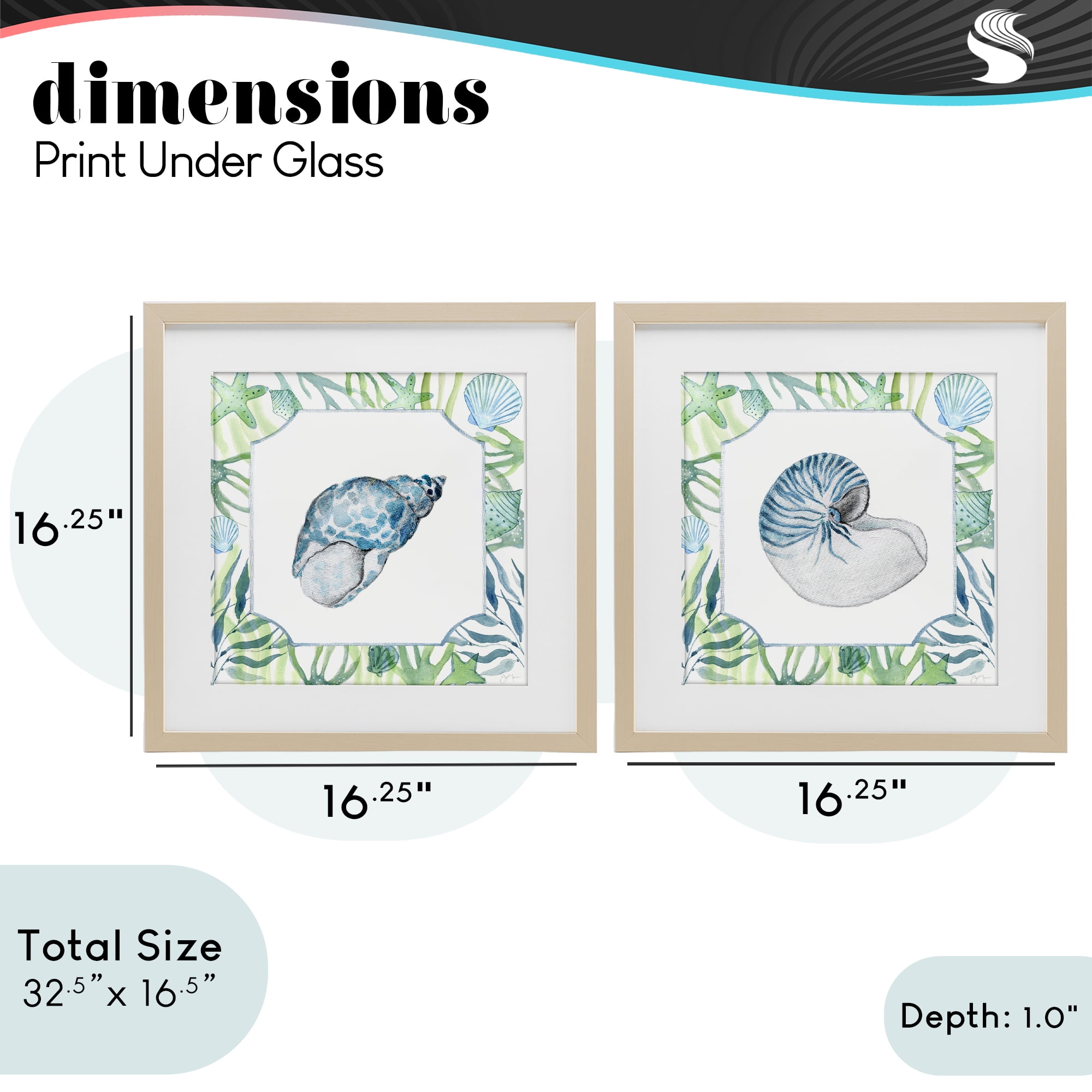 Stupell Industries Seaweed Bordered Seashells 2 Piece Birch Framed Print Under Glass Set, design by Janet Tava