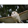 thumbnail image 6 of Hi-Line Barn Owl Flying, 30.91-inch Width, 6 of 7
