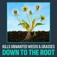 thumbnail image 6 of Lilly Miller Image Vegetation Weed and Grass Killer Noxall Granules 10 lb, 1 New Bag, 6 of 13