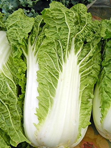 1000pcs yellow Heart Beijng No.56 Chinese cabbage seeds Green Vegetable 