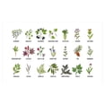 thumbnail image 4 of Herb Ceramic Toothbrush Holder, Natural Treatment Infographic Scheme with Healthy Plants and Names Herbalism Themed, Decorative Versatile Countertop for Bathroom, 4.5" X 2.7", Multicolor, 4 of 4