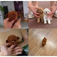 thumbnail image 4 of 2025 New Robot Dog for Adults, AI Robotic Dog, Nicoo - My Realistic Robot Puppy That Acts Like a Real Puppy - Walking, Barking, Tail Wagging, 4 of 5