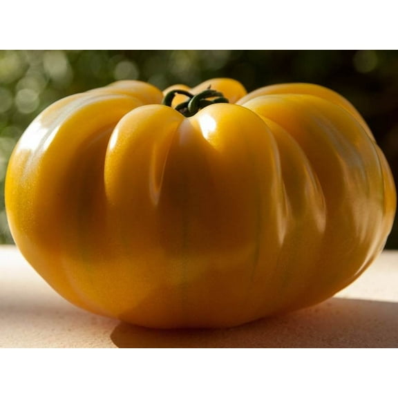 Old German Tomato Seeds/ Annual/ Full Sun/ 2500 Seeds 1/4 oz/ Zellajake Farm and Garden - B225