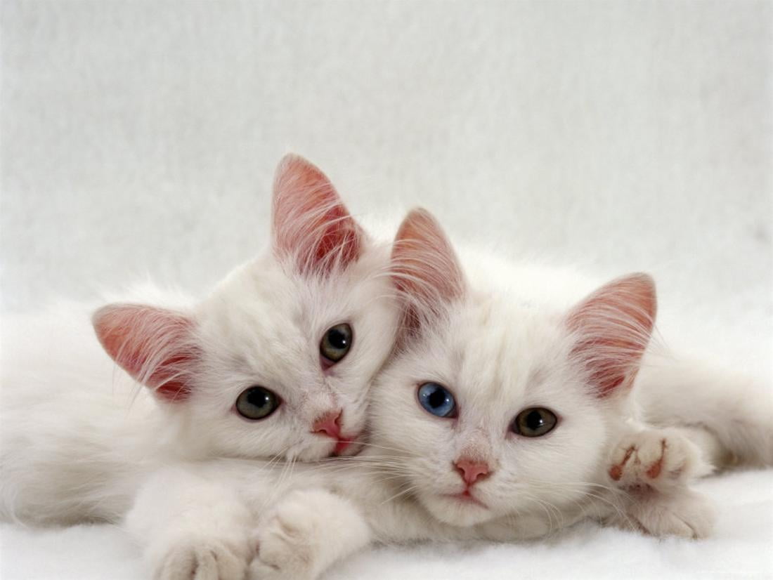 two white kittens