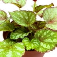 thumbnail image 3 of Harmony's Cherry Bomb Begonia Rex 4 inch, 3 of 3