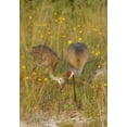 thumbnail image 2 of Morris, Arthur 11x14 Gold Ornate Wood Framed with Double Matting Museum Art Print Titled - FL, Parent feeds sandhill crane chick a mayfly, 2 of 4