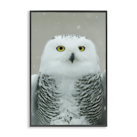 Stupell Industries Snowy Owl Portrait Animals & Insects Photography Black Framed Art Print Wall Art, 12 x 18