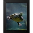 thumbnail image 2 of Fitzharris, Tim 19x24 Black Modern Framed Museum Art Print Titled - Malaysian pond turtle, 2 of 5