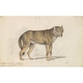 thumbnail image 2 of Charles Hamilton Smith 24x16 Black Ornate Framed Double Matted Museum Art Print Titled: The Gray Wolf (1837), 2 of 5
