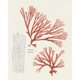 thumbnail image 3 of Unknown 15x18 Black Modern Framed Museum Art Print Titled - Vintage Coral Study I, 3 of 5