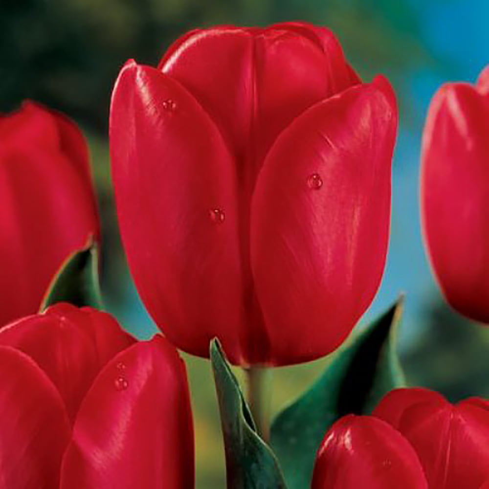 Hollandia Triumph Tulip 8 Bulbs 12/+ cm Bulbs