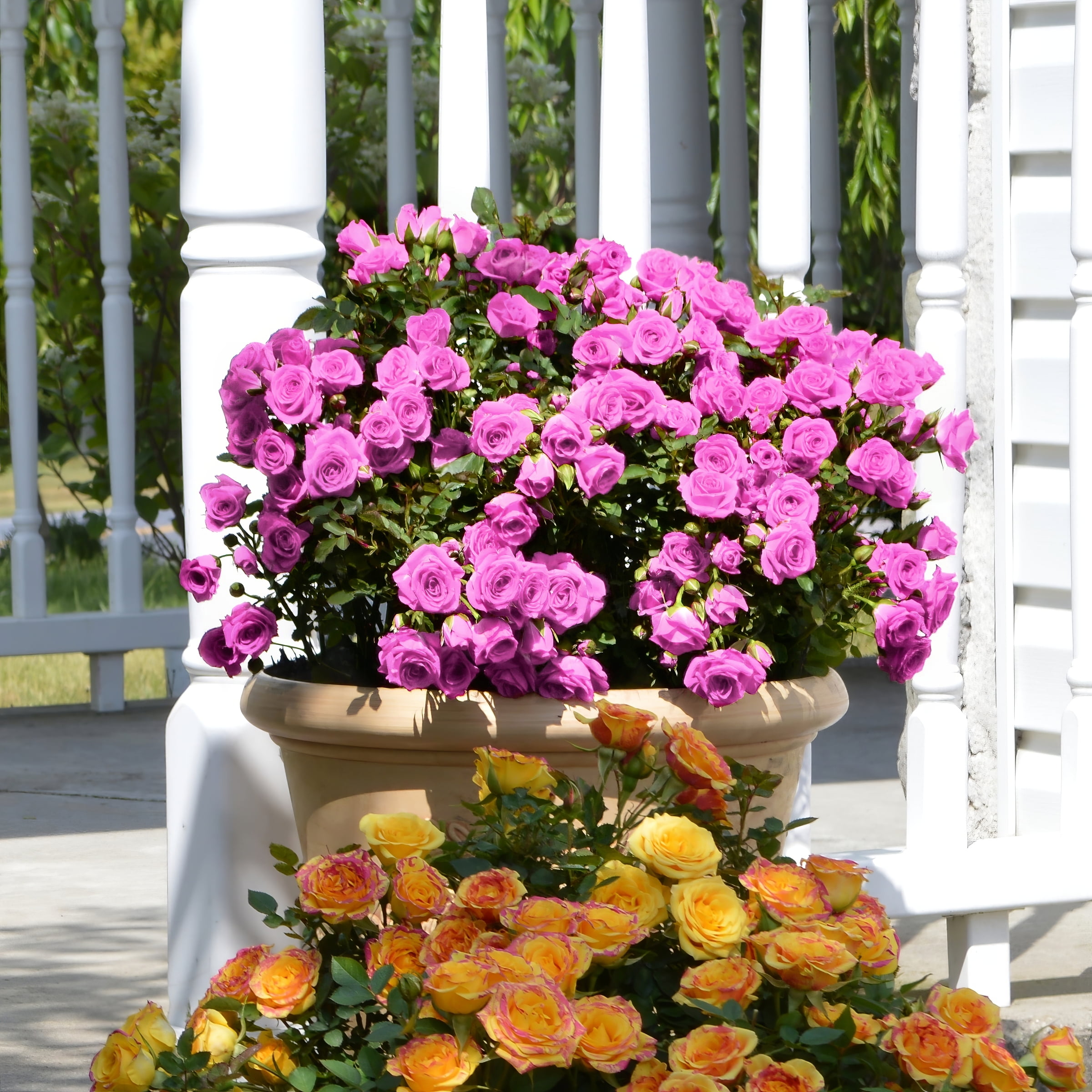 National Plant Network 2.5 in. Rose Lavender Jewel Live Shrub with Full Sun (3-Pack)