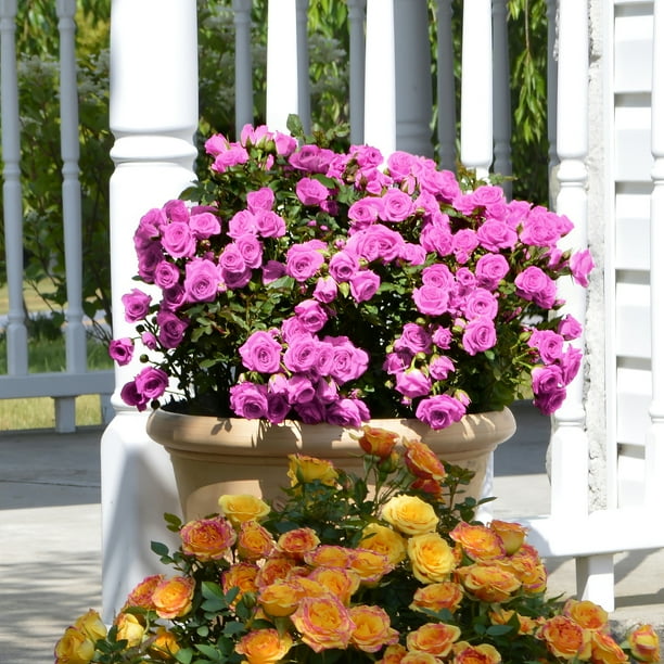 National Plant Network 2.5 in. Rose Lavender Jewel Live Shrub with