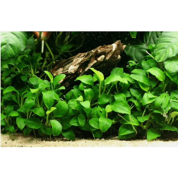 Anubias Barteri Round Leaf – Live Aquarium Plant for Freshwater Fish Tanks
