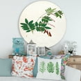 thumbnail image 2 of Designart 'Ancient Botanicals XI' Farmhouse Circle Metal Wall Art 36x36 - Disc of 36, 2 of 5