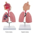 thumbnail image 4 of KAKOWELY 1pc Respiratory Lung Model Medical Respiratory System Lung Model Teaching Tool,10.63"X4.72"X4.72", 4 of 5
