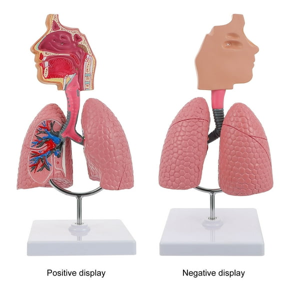 WHAMVOX 3D Lung Model for Anatomy and Physiology Education, Interactive Study Tool for Students, 3D Teaching Resource