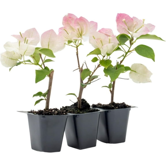 3 Imperial Thai Delight Bougainvillea | Live Plants in 2.5-inch Nursery Cubes | Bougainvillea x Buttiana | Semi-Dwarf Evergreen Vine and Shrub | Bi-Colored White-Purple Blooms for Home and Garden