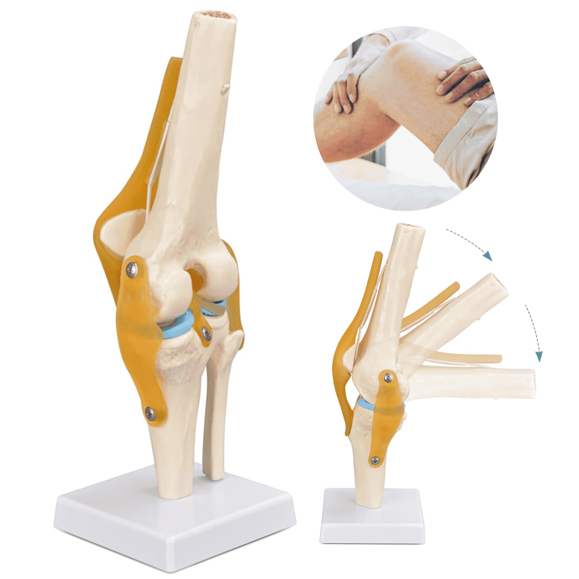 Vibeat Life-Size Human Knee Joint Anatomy Model with Flexible Ligaments, Anatomical Knee Skeleton Model with Study Card & Display Base, PVC Medical Teaching Model for Anatomy Education