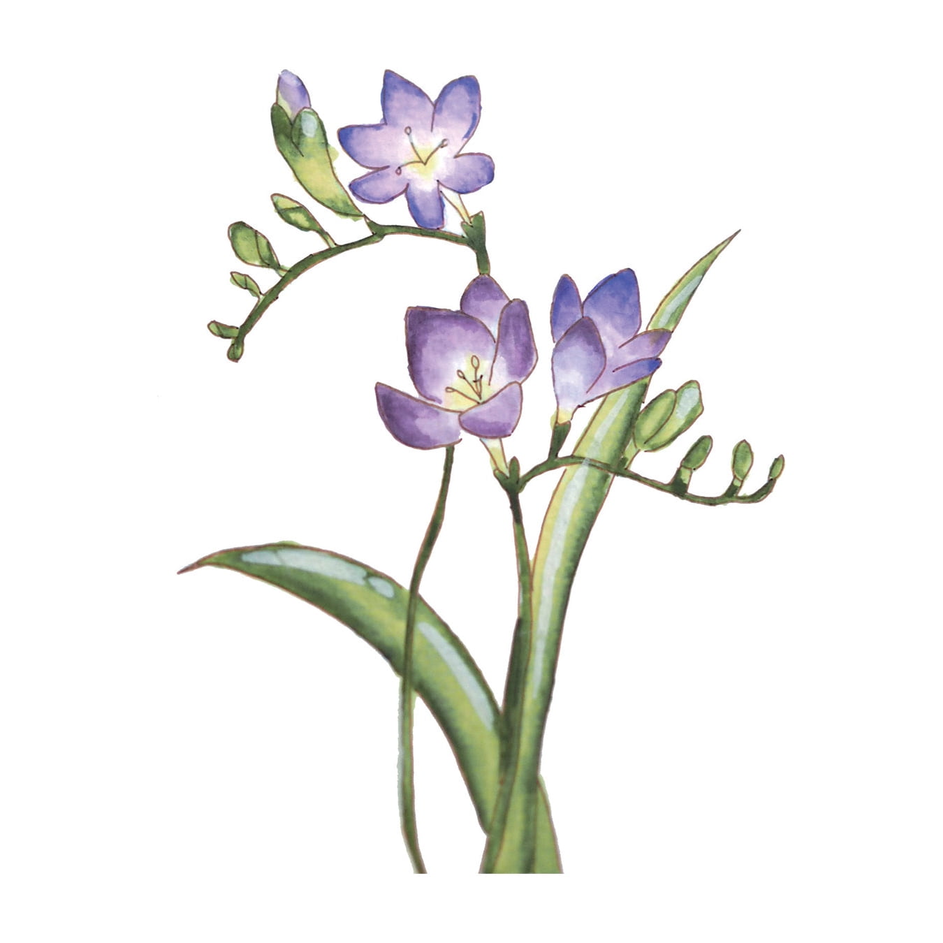 Kuretake ZIG Historic Watercolor 6 Color set- Flower Gradation