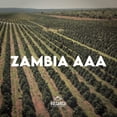 thumbnail image 5 of Volcanica Coffee Zambia AAA Coffee - 16 oz. / Whole Bean, 5 of 5