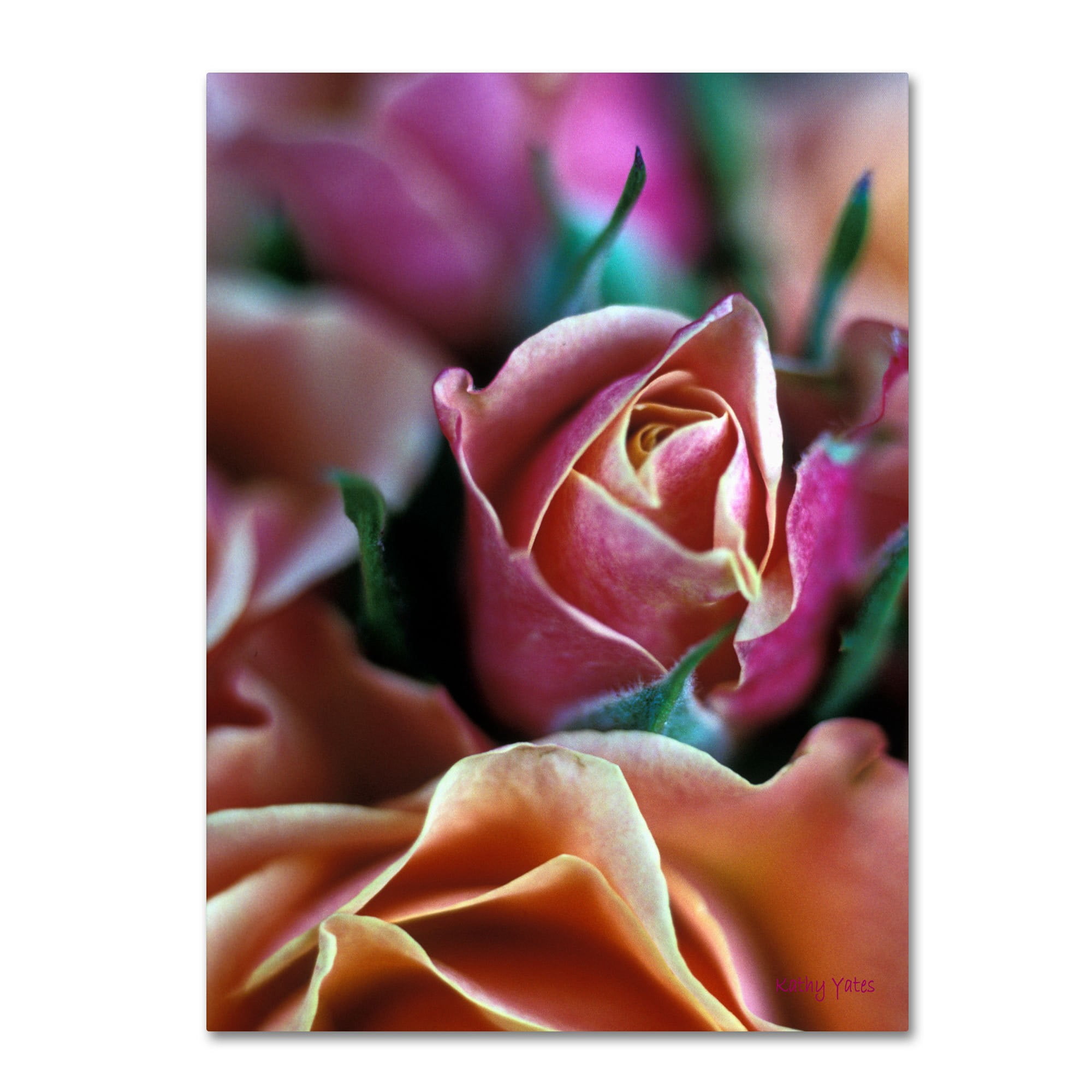 Trademark Fine Art "Mauve and Peach Roses" Canvas Art by Kathy Yates
