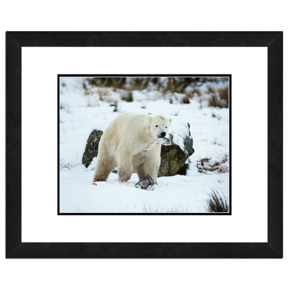 Polar Bear Framed Photo by Photo File