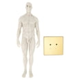 thumbnail image 1 of 30cm Male Anatomical Model Art Mannequin Musculoskeletal Structure Sculpture Body Model, 1 of 15