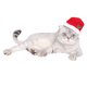 thumbnail image 5 of EeaseMX Gorro de peluche navideño para mascotas, adorable tocado de fiesta para perros pequeños y gatos (rojo), 5 of 7