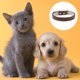 thumbnail image 3 of Collar para perros FloreceBien Soft Skin: un collar para perros pequeños, medianos y grandes, 3 of 5