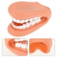 thumbnail image 3 of Modelo de dientes humanos Modelo de dientes estándar dental Modelo de dientes para enseñanza Modelo de dientes dentales Modelo de enseñanza de dientes, 3 of 7