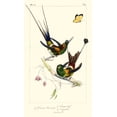 thumbnail image 2 of Lemaire, C.L. 20x32 Gold Ornate Wood Framed with Double Matting Museum Art Print Titled - Lemaire Hummingbirds IV, 2 of 4