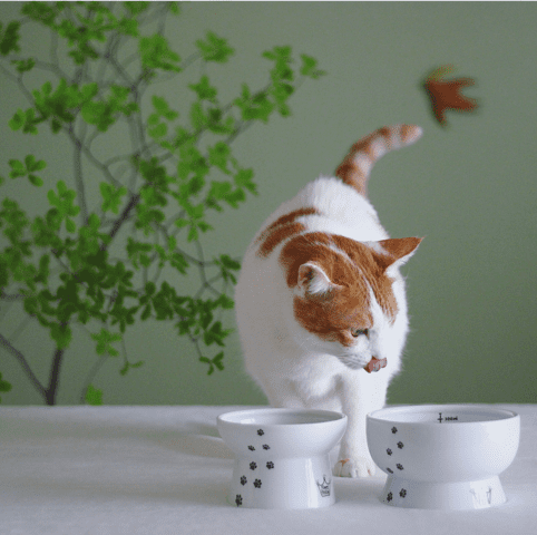 necoichi raised cat bowl