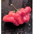 thumbnail image 1 of 40 Red JAMAICAN HOT PEPPER Capsicum Annuum Scotch Bonnet Vegetable Seeds, 1 of 1