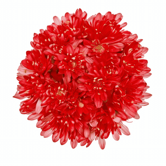 Valentine's Day Cupcake Pom Flower Bunch Small