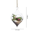 thumbnail image 2 of Glass Hanging Terrarium Set Of 3 In Large Size- Succulent/Moss/Air Plant Terrarium - 3, 2 of 6